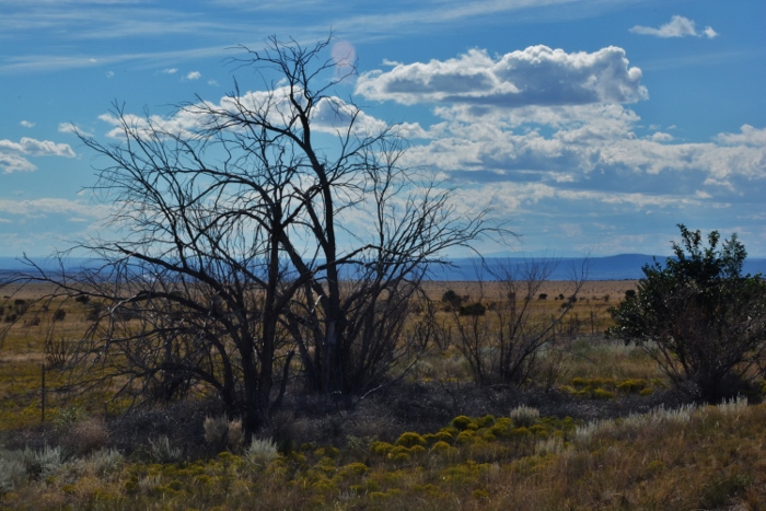 dead tree branches